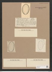 Surirella sp. (de-Toni-Nr.: Genus 53, Species 2307 ?) Zeichnungen Sammlung Grunow Nr. 4827 (NHMW-BOT-W0372986)